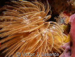 feather duster worm at v.j.levels dive site in parguera w... by Victor J. Lasanta 